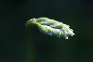 Grape Hyacinth Bud